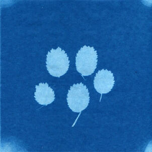 Cyanotype 4&quot;x4&quot; $12